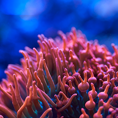 sea creature