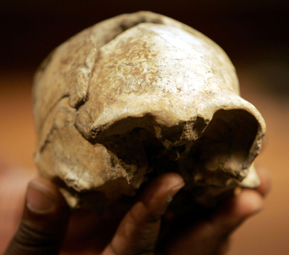 skeleton skull